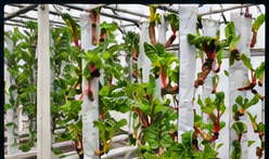 GrowMesh vertical growing columns in a greenhouse